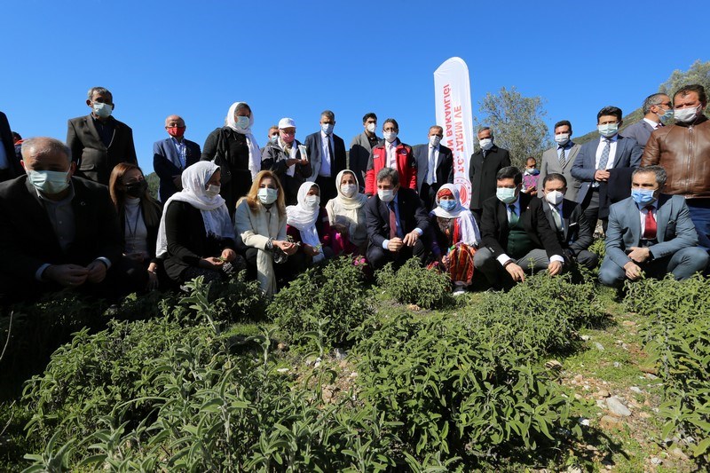 Fethiye’ de 500 Bin Adaçayı ve Kekik Fidesi Üreticilere Dağıtıldı