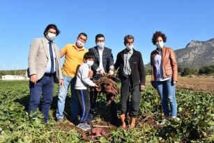 MUĞLA’DA 60 ÇEŞİT PATATESİN DENEMELERİ YAPILIYOR