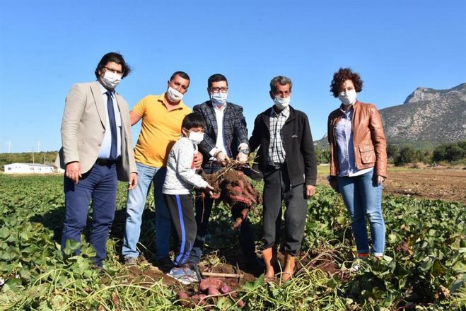 MUĞLA’DA 60 ÇEŞİT PATATESİN DENEMELERİ YAPILIYOR