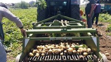 Datça’da İlk Turfanda Patates Hasadı Yapıldı.