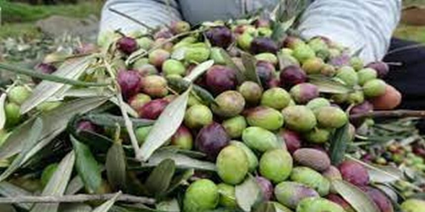 ZEYTİNDE BİTKİ SAĞLIĞI UYGULAMALARI!
